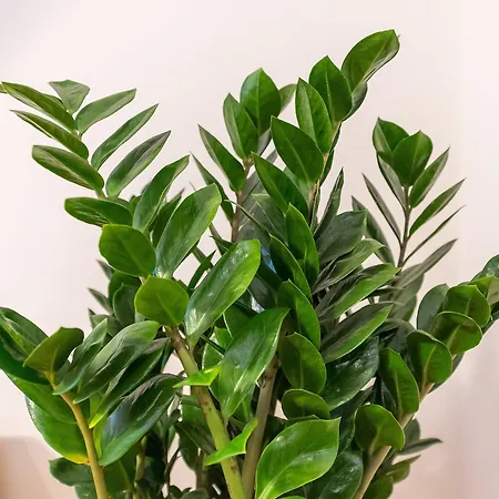 Alt Straninger 3* Czeski Krumlow